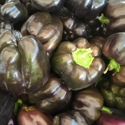 Paprika Babybell Chocolate - Capsicum annuum - prodej semen - 8 ks