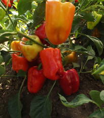 Paprika raná Citrina - Capsicum annum - prodej semen - 40 ks