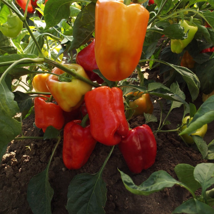 Paprika raná Citrina - Capsicum annum - prodej semen - 40 ks