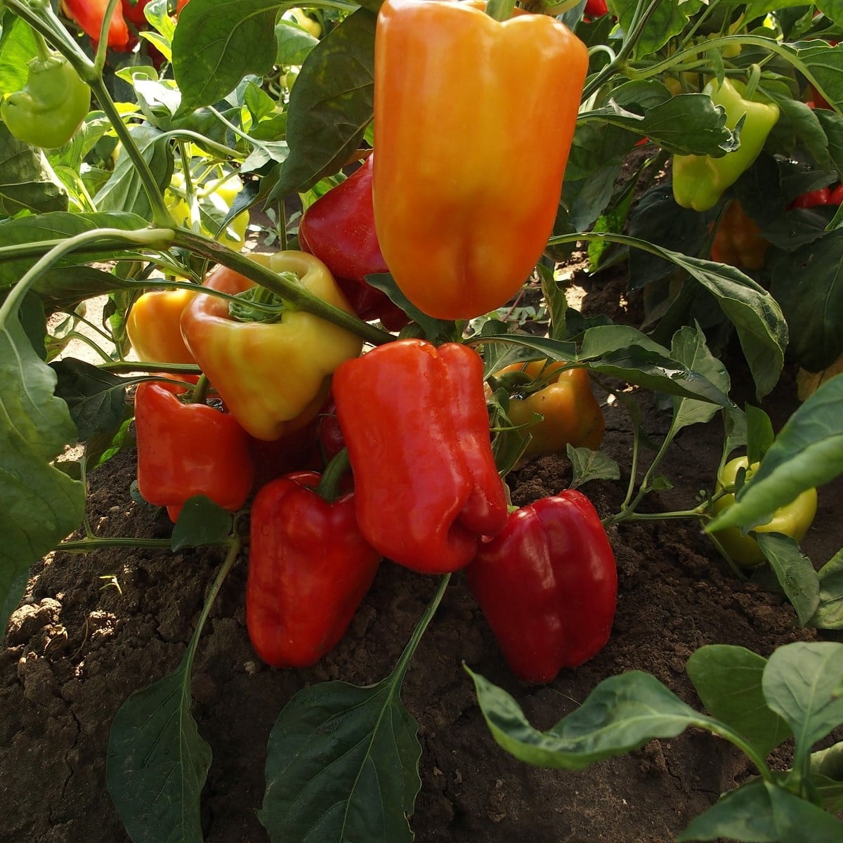 Paprika raná Citrina - Capsicum annum - prodej semen - 40 ks