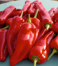 Paprika roční Radmila F1 - Capsicum annuum - prodej semen - 15 ks