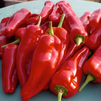 Paprika roční Radmila F1 - Capsicum annuum - prodej semen - 15 ks