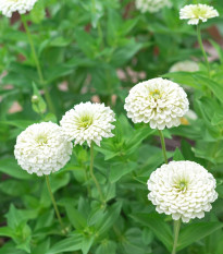 Ostálka jiřinkokvětá bílá - Zinnia elegans - prodej semen - 50 ks