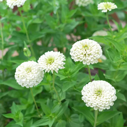 Ostálka jiřinkokvětá bílá - Zinnia elegans - prodej semen - 50 ks