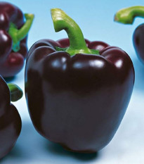 Paprika Mavras F1- Capsicum annuum - prodej semen - 8 ks