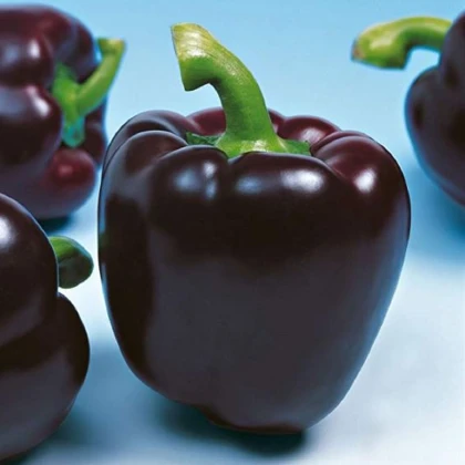 Paprika Mavras F1- Capsicum annuum - prodej semen - 8 ks