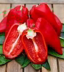 Paprika Snacking Red - Capsicum annuum - prodej semen - 5 ks