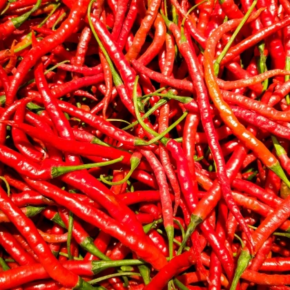 Chilli Kajenský pepř Thick - Capsicum annuum - prodej semen - 6 ks
