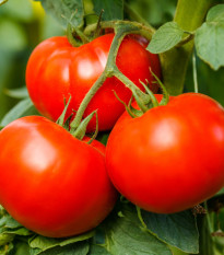 Rajče Harzfeuer - Solanum lycopersicum - prodej semen - 6 ks
