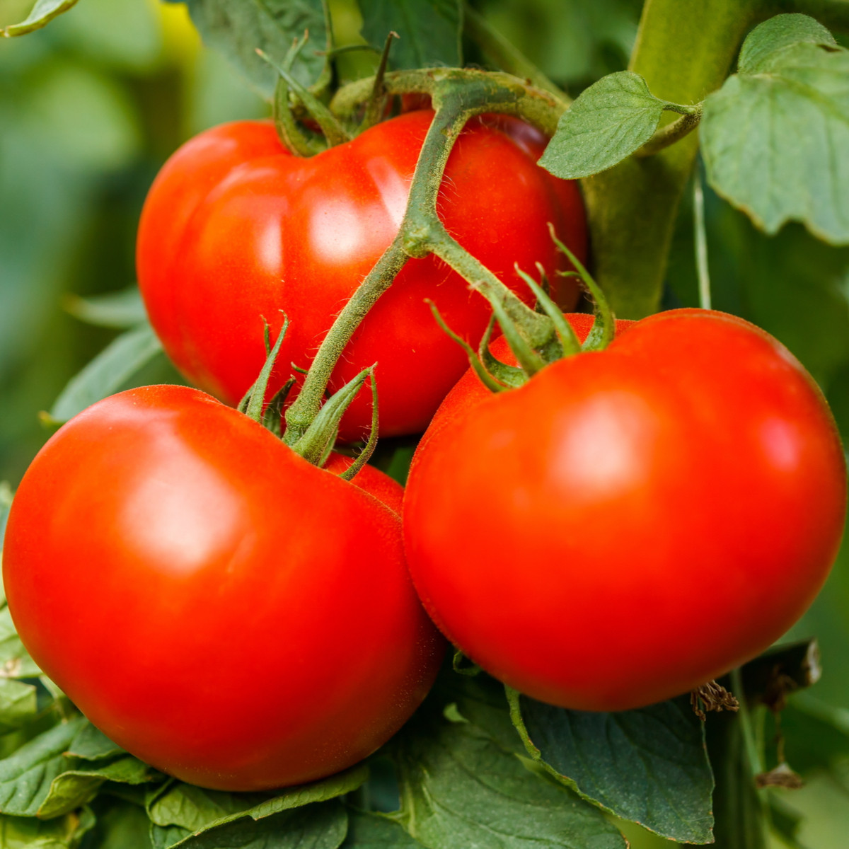 Rajče Harzfeuer - Solanum lycopersicum - prodej semen - 6 ks