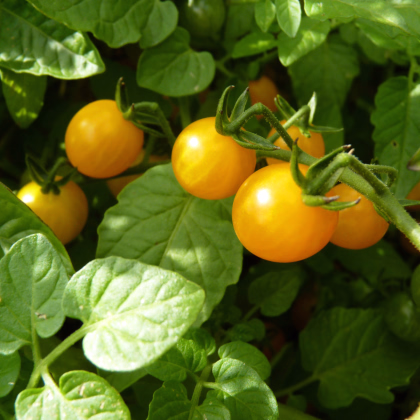 Rajče zlaté Golden Currant - Solanum lycopersicum - prodej semen - 5 ks