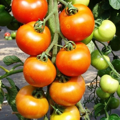 Rajče Orkado F1 - Solanum lycopersicum - prodej semen - 30 ks