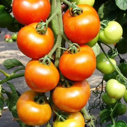Rajče Orkado F1 - Solanum lycopersicum - prodej semen - 30 ks