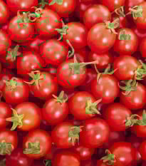 Rajče Sweetie - Solanum lycopersicum - prodej semen - 6 ks