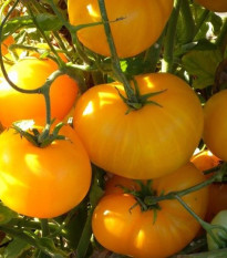 Rajče Azoychka - Solanum lycopersicum - prodej semen - 8 ks