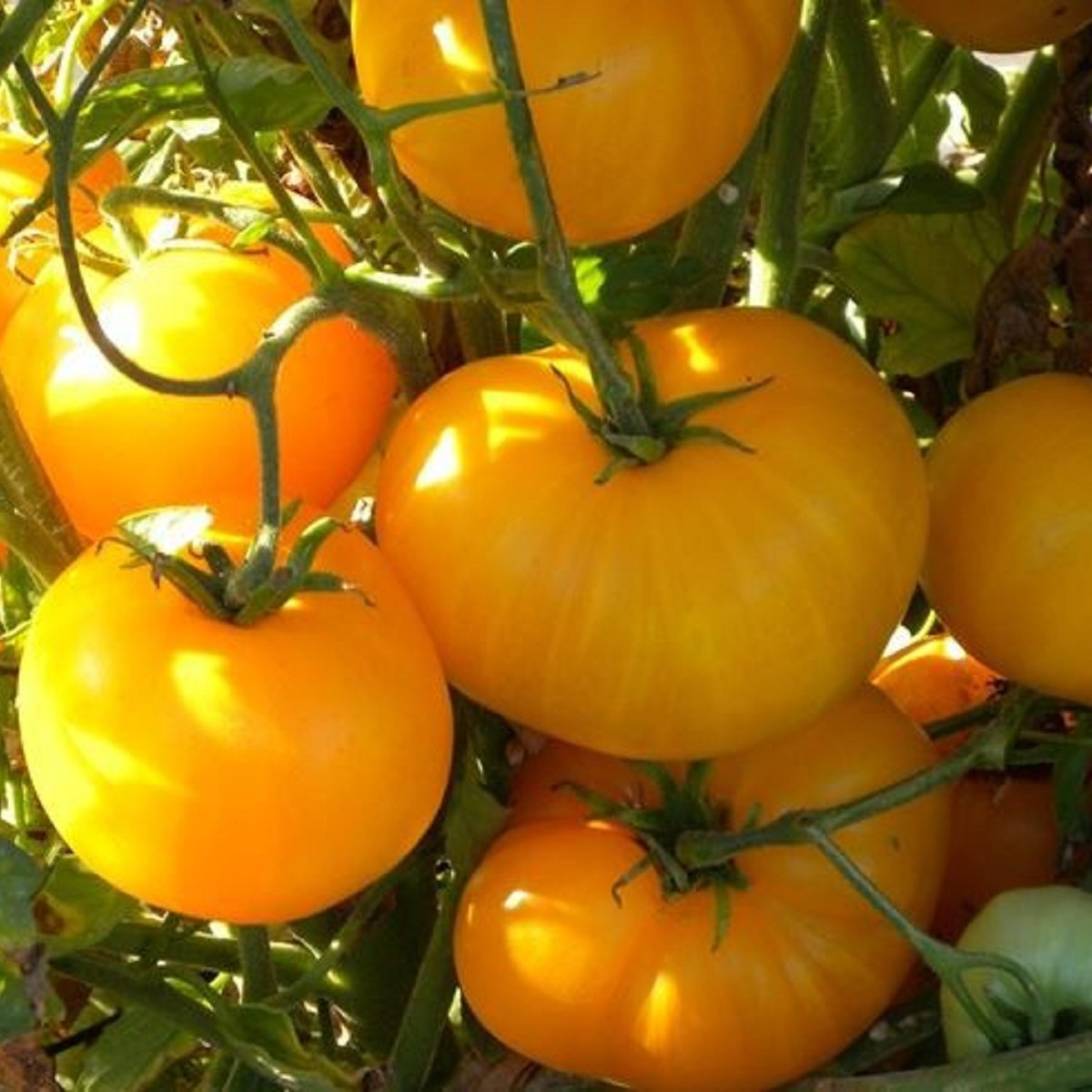 Rajče Azoychka - Solanum lycopersicum - prodej semen - 8 ks