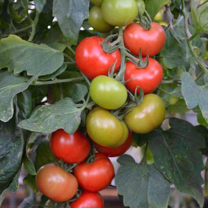 Rajče Crimson Crush PhR F1 - Solanum lycopersicum - prodej semen - 7 ks