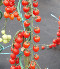 Rajče Curranto F1 - Solanum lycopersicum - prodej semen - 10 ks