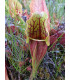 Špirlice nachová extra velká - Sarracenia purpurea - prodej semen špirlice - 12 ks