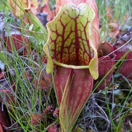 Špirlice nachová extra velká - Sarracenia purpurea - prodej semen špirlice - 12 ks