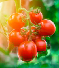 Rajče Tamina - Solanum lycopersicum - prodej semen - 20 ks