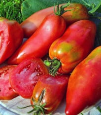 Rajče Adenhorn Andine Cornue - Solanum lycopersicum - prodej semen - 10 ks