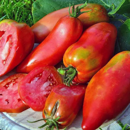 Rajče Adenhorn Andine Cornue - Solanum lycopersicum - prodej semen - 10 ks