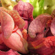 Špirlice nachová extra velká - Sarracenia purpurea - prodej semen špirlice - 12 ks