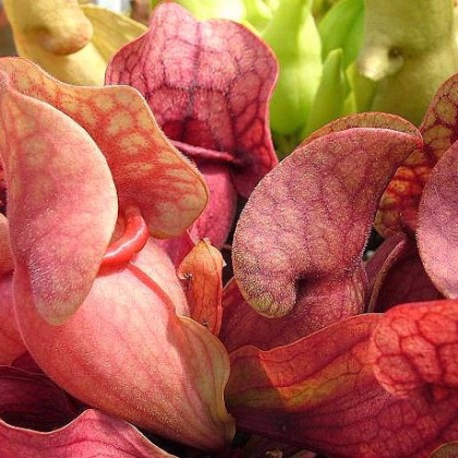 Špirlice nachová extra velká - Sarracenia purpurea - prodej semen špirlice - 12 ks