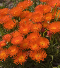 Lampranthus oranžový - Lampranthus aureus - prodej semen - 10 ks