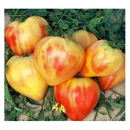 Rajče oranžové - prodej semen rajčat - 6 ks