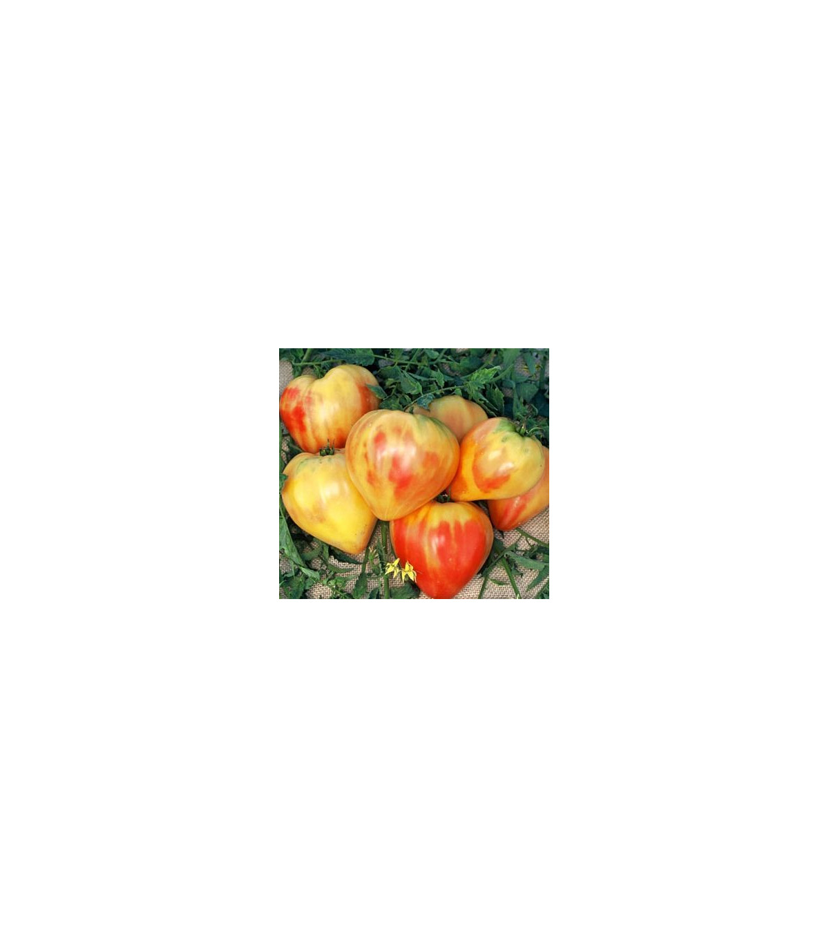 Rajče oranžové - prodej semen rajčat - 6 ks