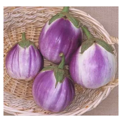 Lilek Baklažán - Rosa Bianca - prodej semen lilku - 6 ks