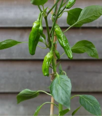 BIO Chilli Pimientos De Padron - Capsicum annuum - prodej bio semen - 7 ks
