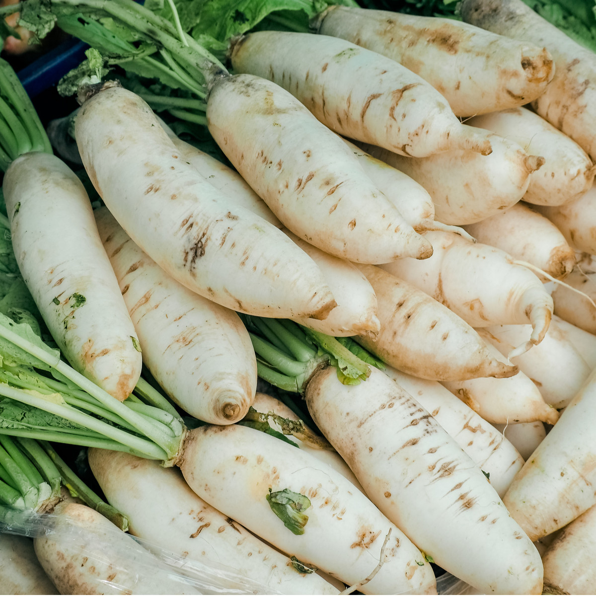 BIO Ředkev bílá Laurin - Raphanus sativus - prodej bio semen - 50 ks