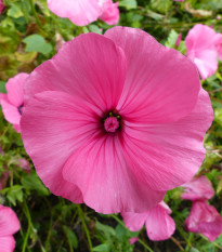 Slézovec tříměsíční Regis Ruby - Lavatara trimestris - prodej semen - 50 ks