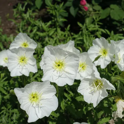 Pupalka zdobná bílá - Oenothera speciosa - prodej semen - 20 ks