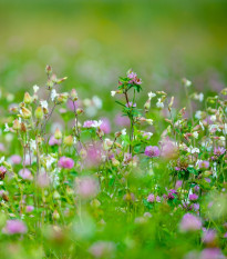 Luční květiny a byliny - směs - prodej semen - 0,9 g