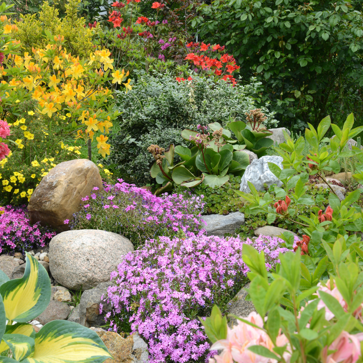 Letničky do skalky - směs - prodej semen - 0,9 g