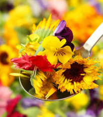 Letničky pro gurmány - směs - prodej semen - 0,5 g