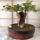 Baobab africký - Adansonia digitata - prodej semen - 6 ks