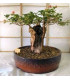 Baobab africký - Adansonia digitata - prodej semen - 3 ks