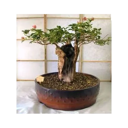 Baobab africký - Adansonia digitata - prodej semen - 6 ks
