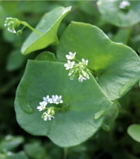 BIO Portulák zimní - Claytonia perfoliata - prodej bio semen - 100 ks