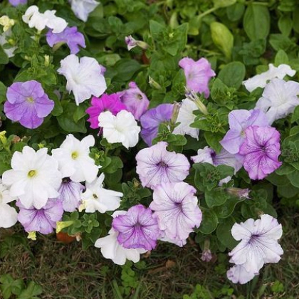 Petúnie velkokvětá nízká - Petunia hybrida nana - prodej semen - 0,1 g