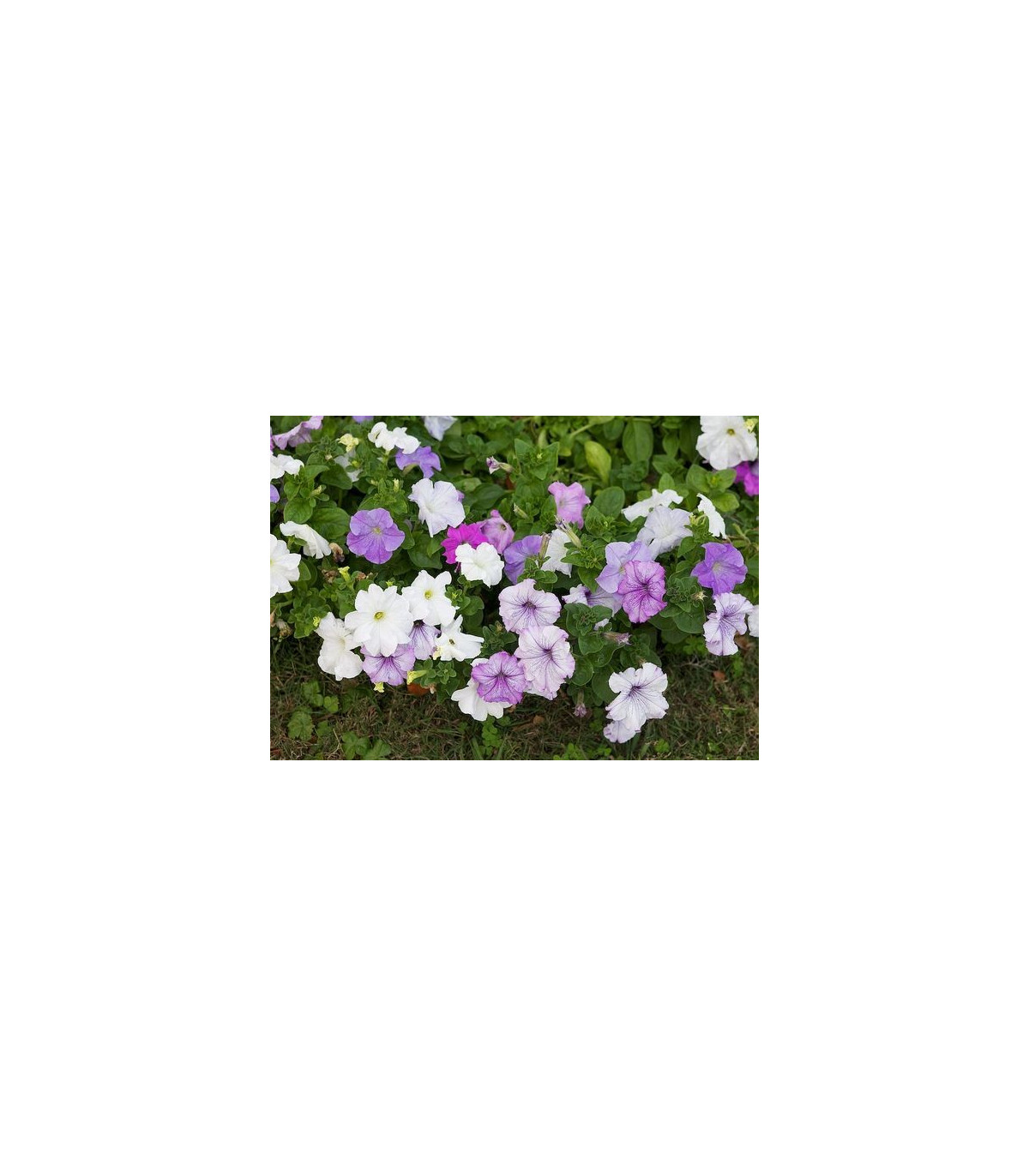 Petúnie velkokvětá nízká - Petunia hybrida nana - prodej semen - 0,1 g