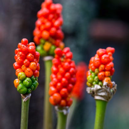 Aron červený - Arum italicum - prodej cibulovin - 2 ks