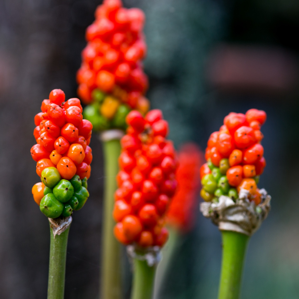 Aron červený - Arum italicum - prodej cibulovin - 2 ks