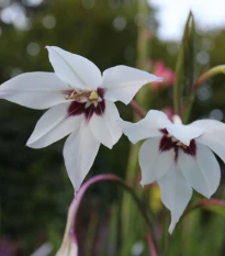 Acidanthera - Acidanthera murieale - prodej cibulovin - 4 ks