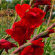 Gladiol červený Hunting song - Gladiolus - prodej cibulovin - 3 ks